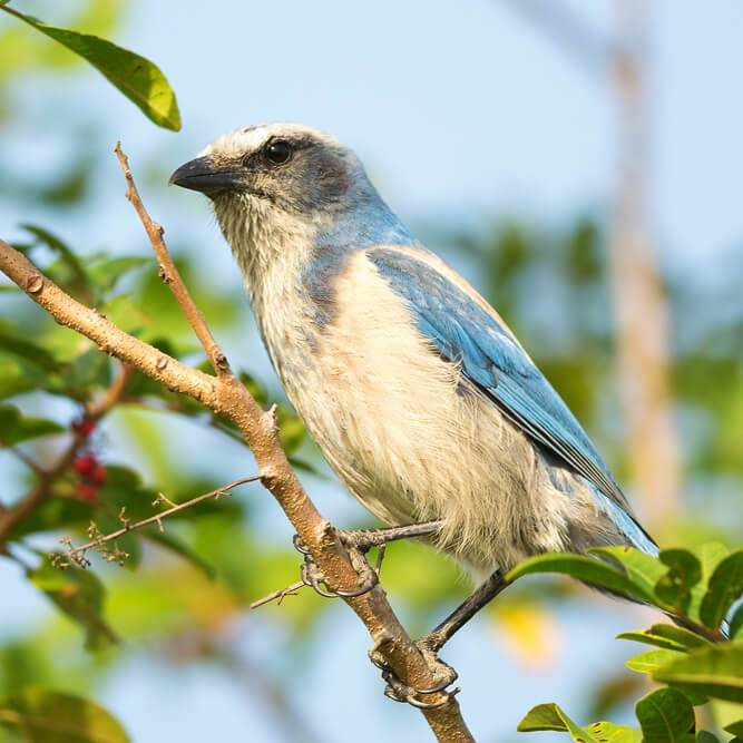 Endangered bird (Florida scrub jay) in a tree