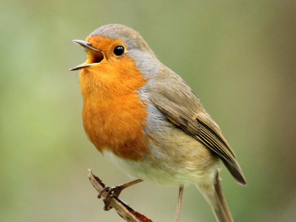 Songbird on a branch