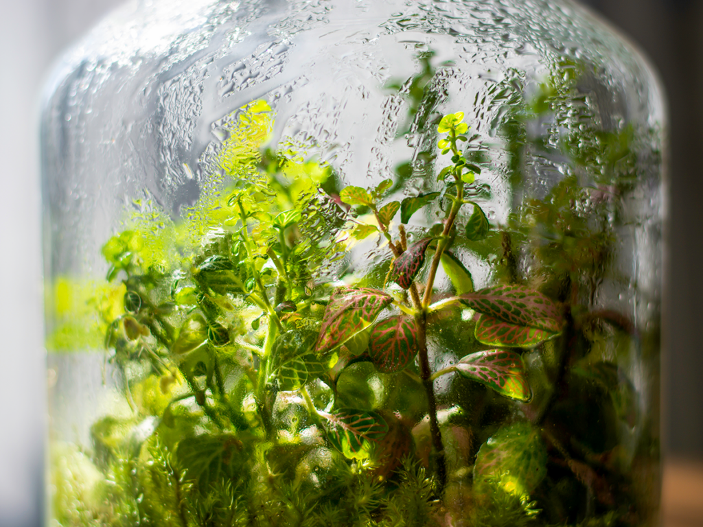 Closed terrarium