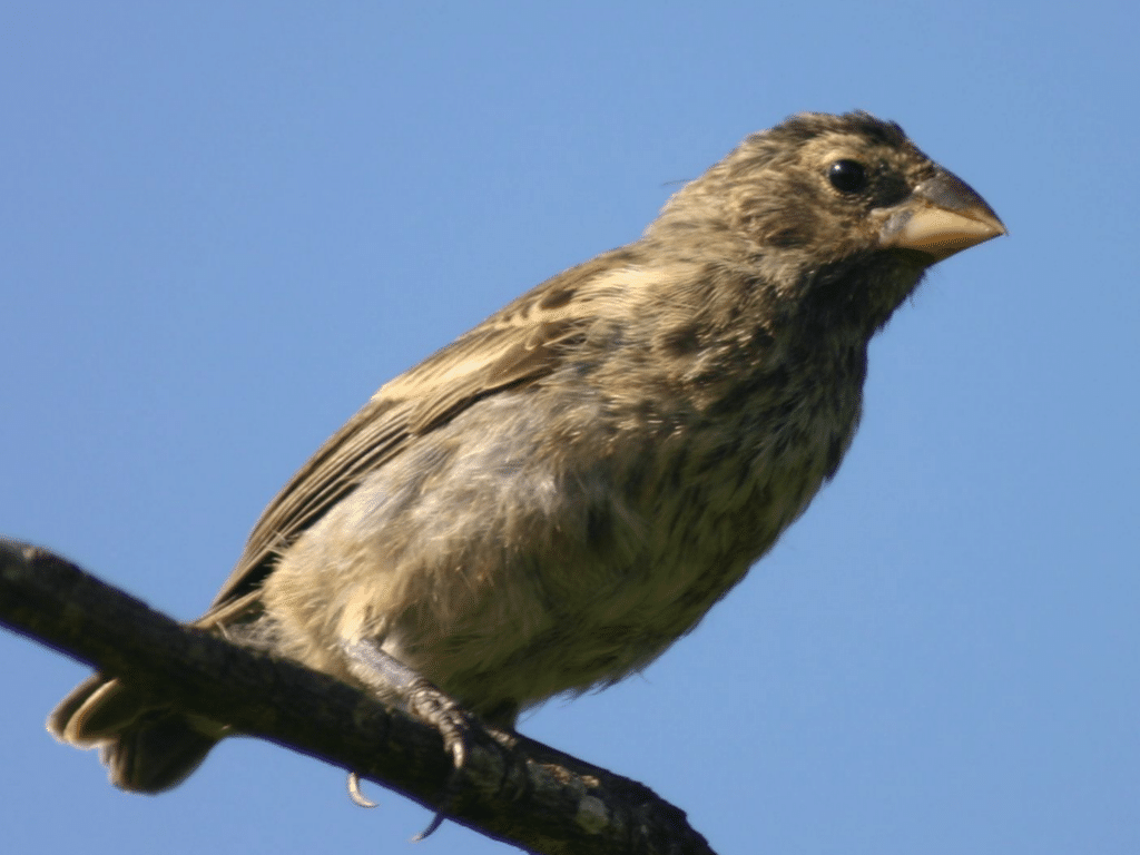 A finch perched diagonally on a thin wooden branch against a clear blue sky. The bird has a stocky build with light brownish-grey feathered underparts heavily streaked with darker brown, a conical yellowish-beige beak, and a dark eye.