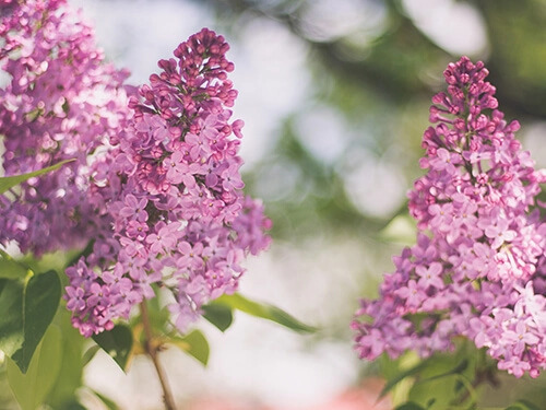 Lilac flowers.