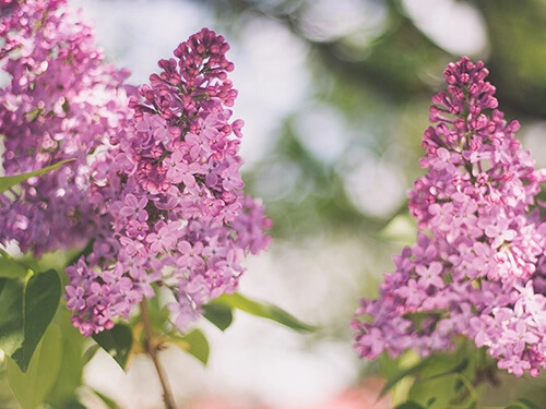 Lilac flowers