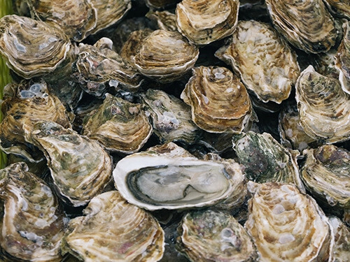 Chesapeake oysters