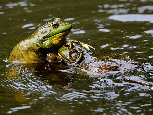 Two frogs in the water