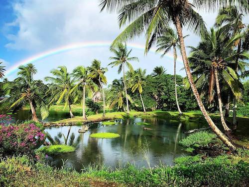 Tropical landscape with palm trees, water, and a rainbow.