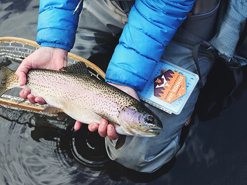 A person holding a trout with two hands
