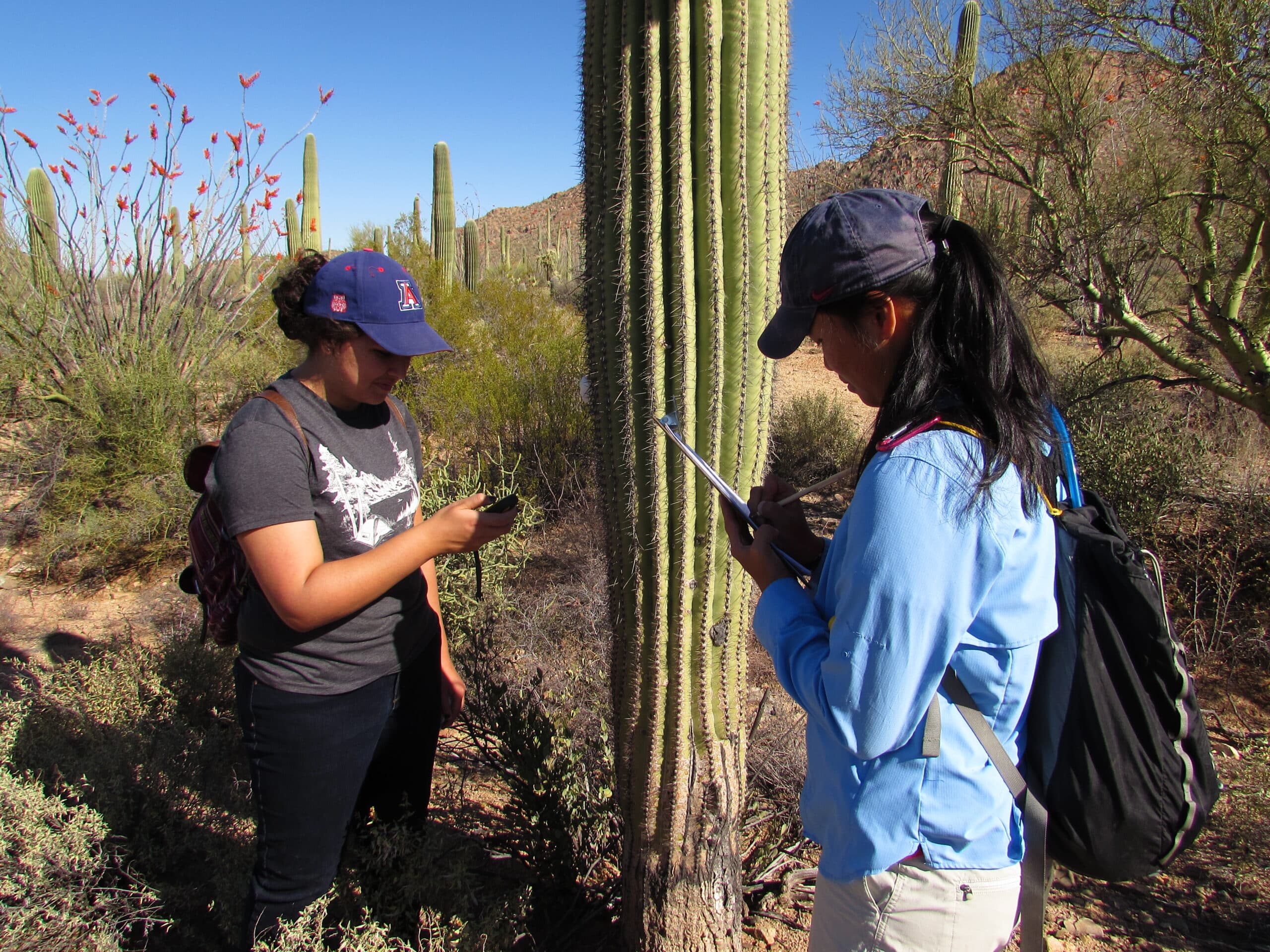 Two students take notes and record data next to a tall saguaro cactus in the Sonoran Desert
